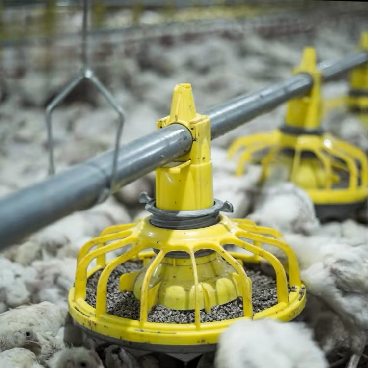 Farming Equipment For Agriculture - Chicken and poultry agricultural equipment/broiler feed