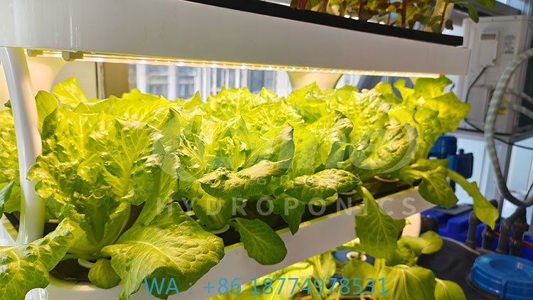 Farming Equipment For Agriculture - c Agriculture Machine to Growing VegetableLettuce
