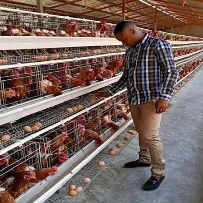 Cheap Price Poultry Farm 10000 - Farming Africa 评论和价格