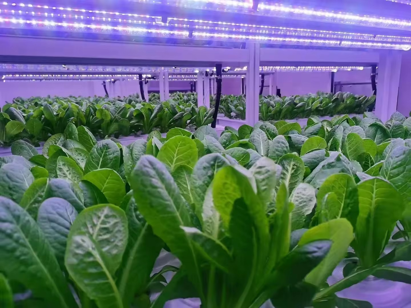 f Greenhouse Agricultural Equi - Farming Equipment For Agriculture 评论和价格