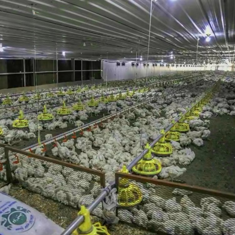 Chicken and poultry agricultur - Farming Equipment For Agriculture 评论和价格