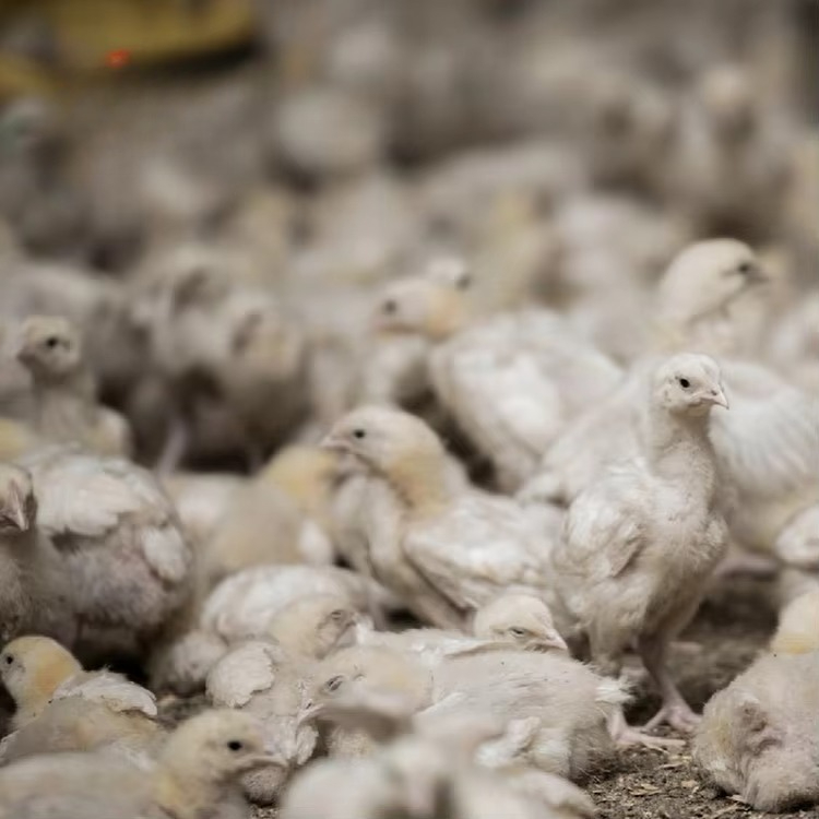 Chicken and poultry agricultur - Farming Equipment For Agriculture 评论和价格