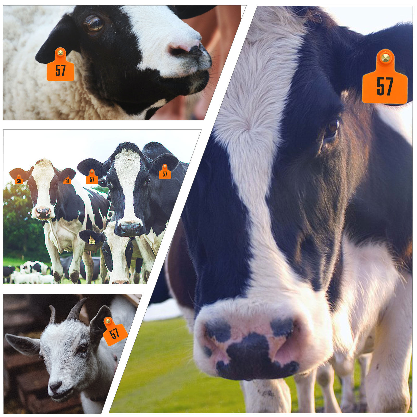 100Pcs Eco Friendly Animal Ear - Livestock Ear Tag 评论和价格